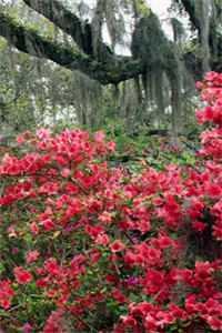 十年纠缠在线阅读