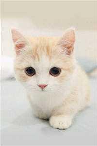 周生如故的周生辰结局