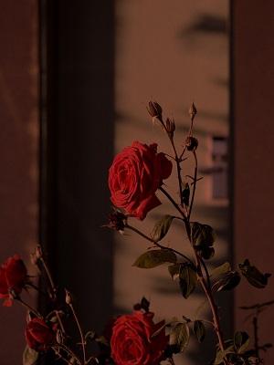 男模被警察抓了会怎样