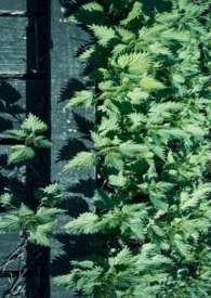 玉枝词(h)棠眠笔趣阁